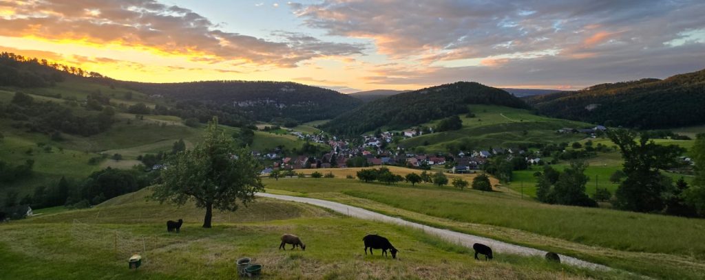 Blick Dorf / Schafe